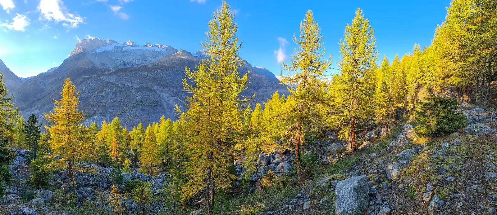 The Golden forest (mélèzes en automne, Valais)